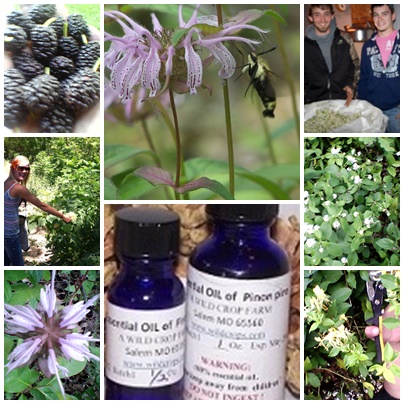 wild teas, produced in the usa, country of
origin US